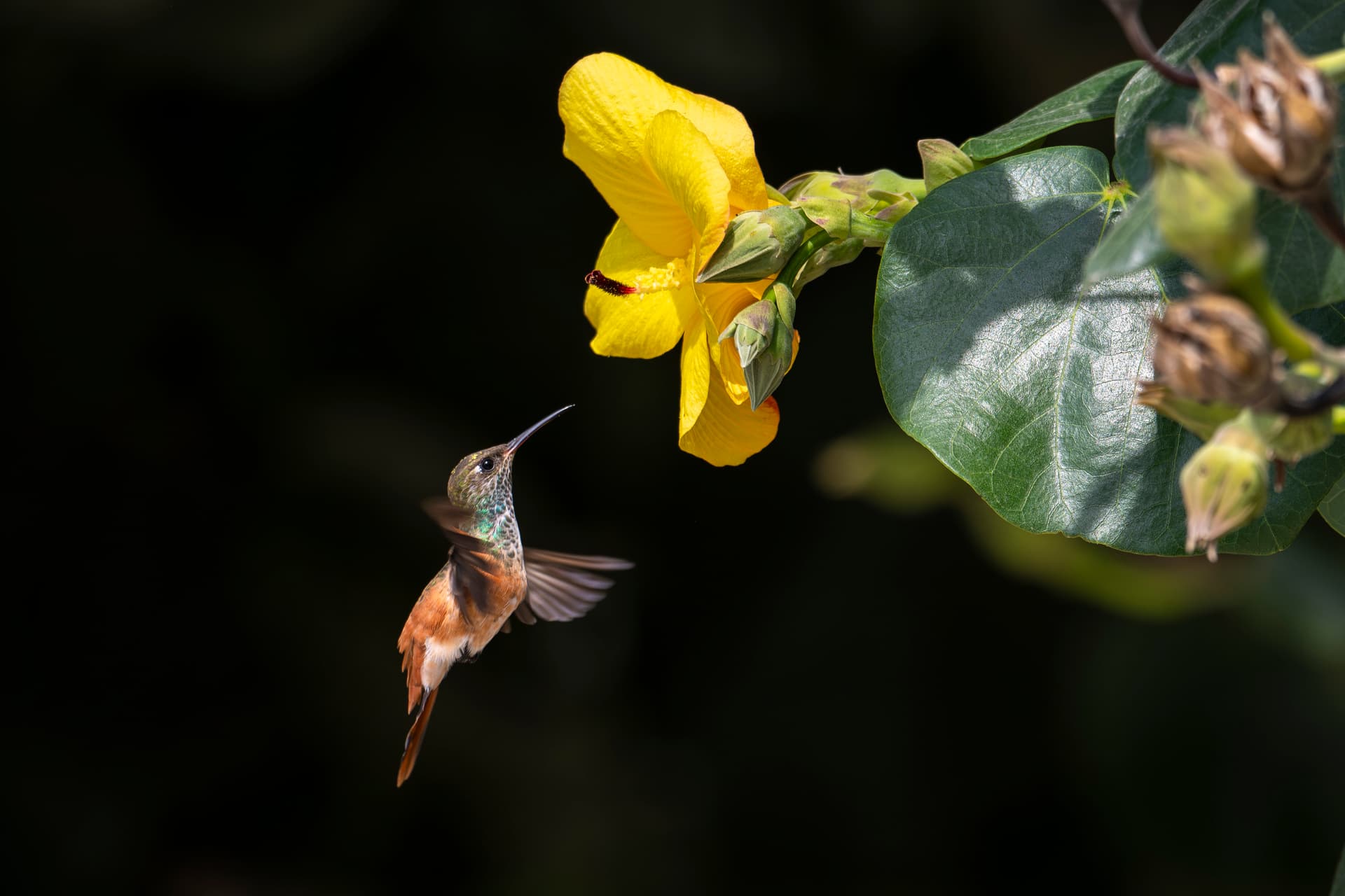 Fauna Exótica 1