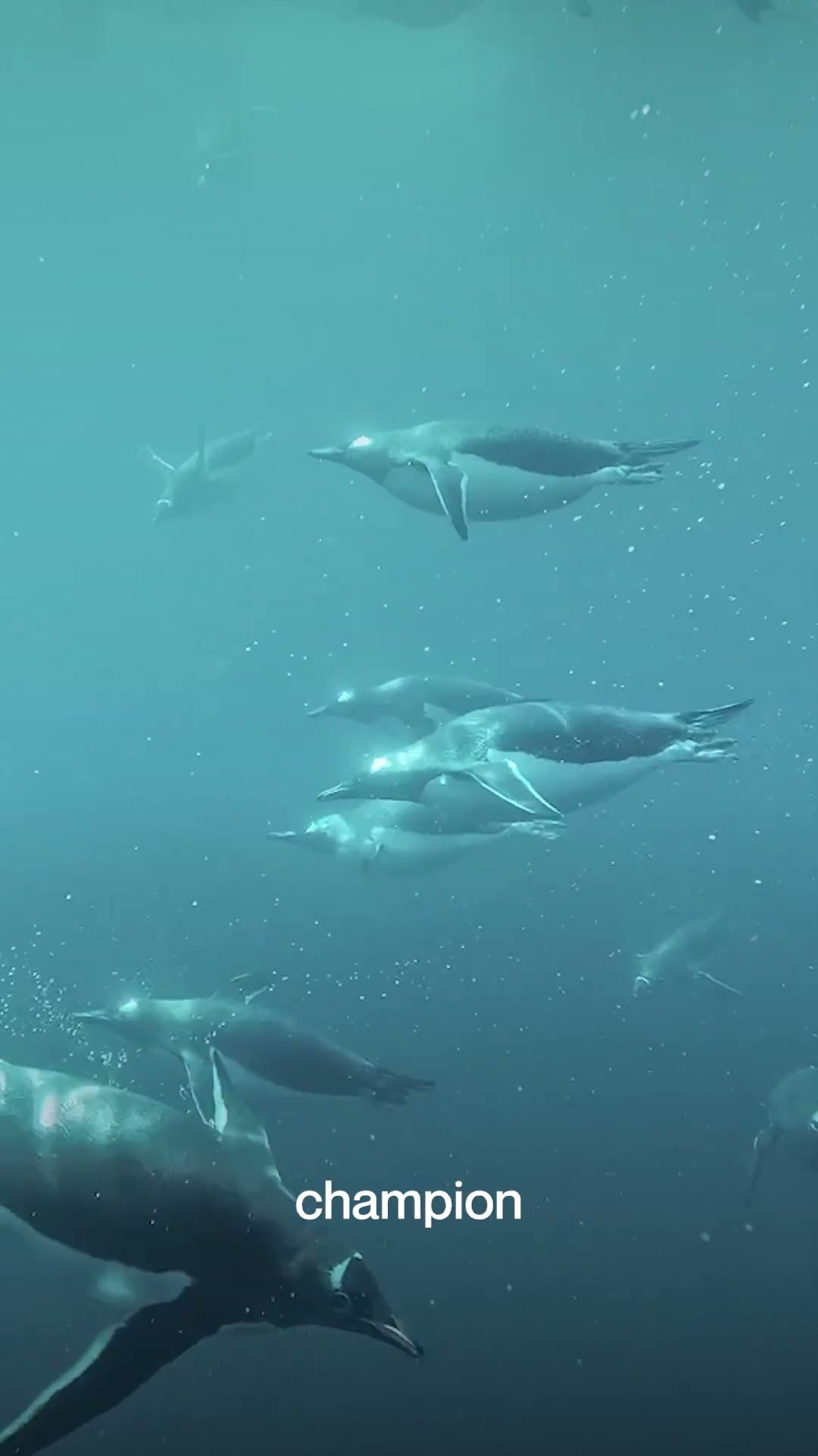 Gentoo penguins are actually this fast? 🐧 #nature #antarctica
