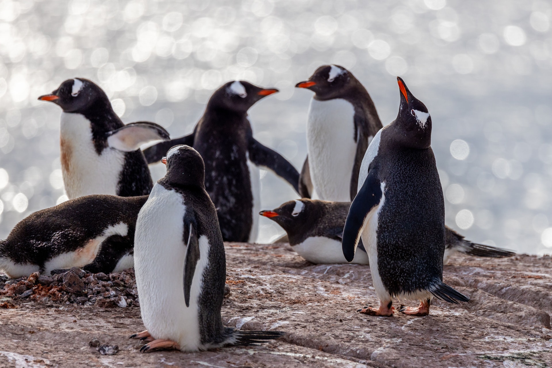 ANTARCTICA