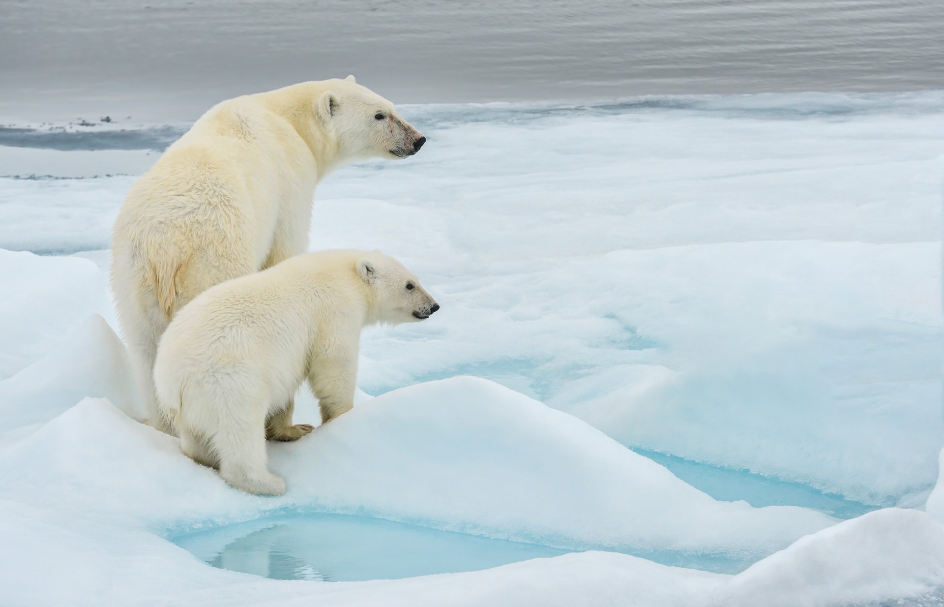 ARCTIC
