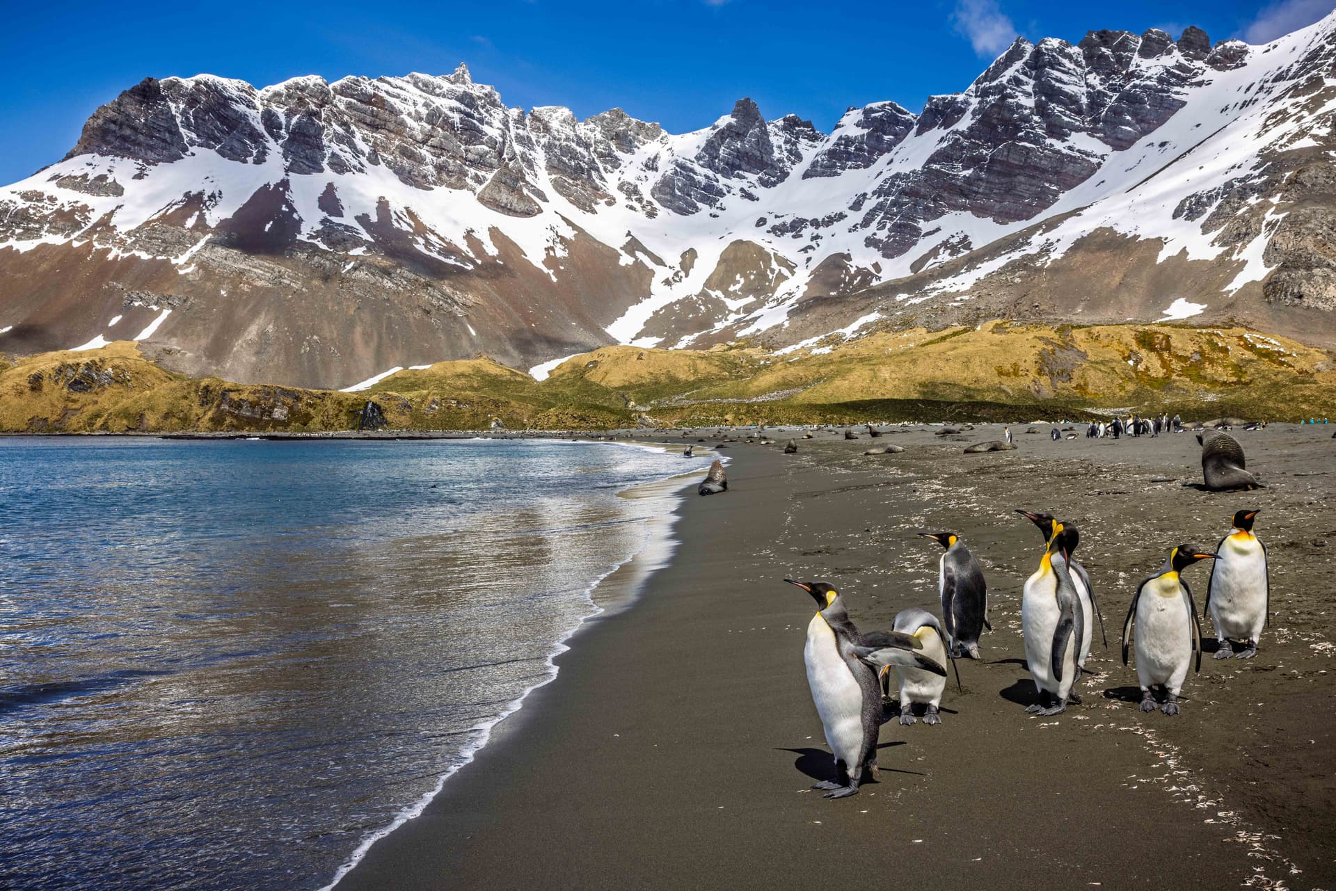 Crociera ad anello in Antartide, Isole Falkland e Georgia del Sud