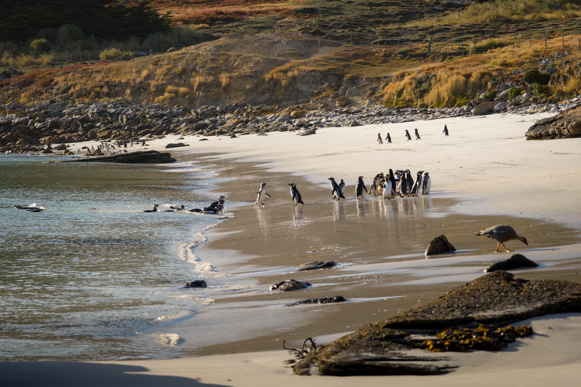 Antarktis, die Falklandinseln und Südgeorgien – Rundreise