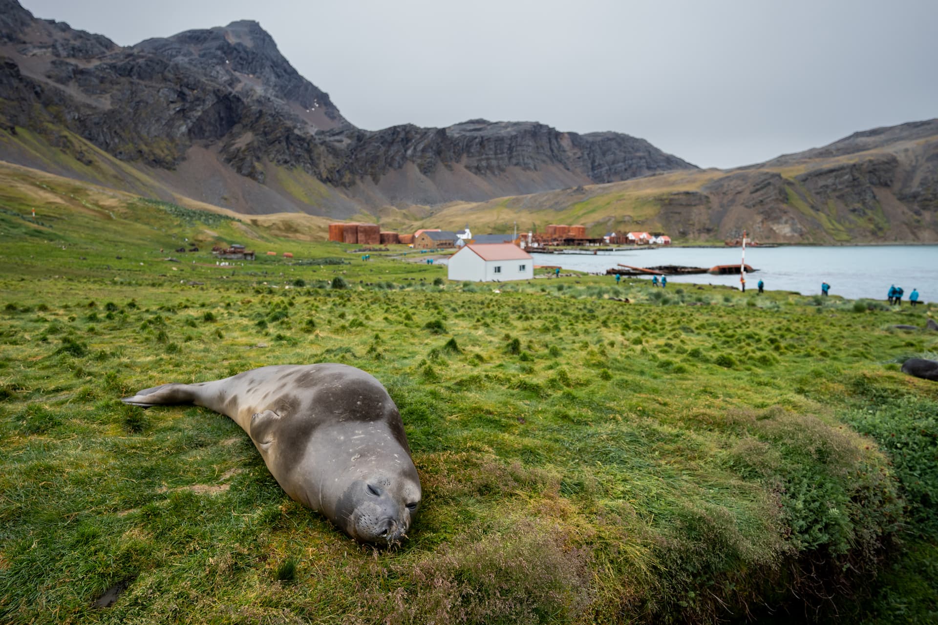 In Shackleton's Footsteps: Falklands, South Georgia and the Antarctic Peninsula