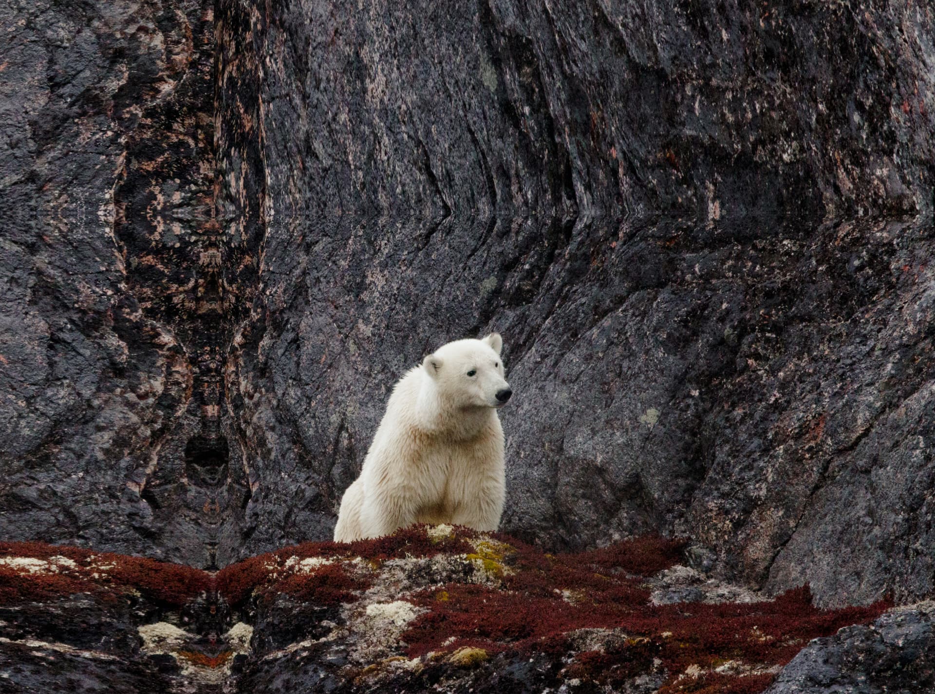 Arctic