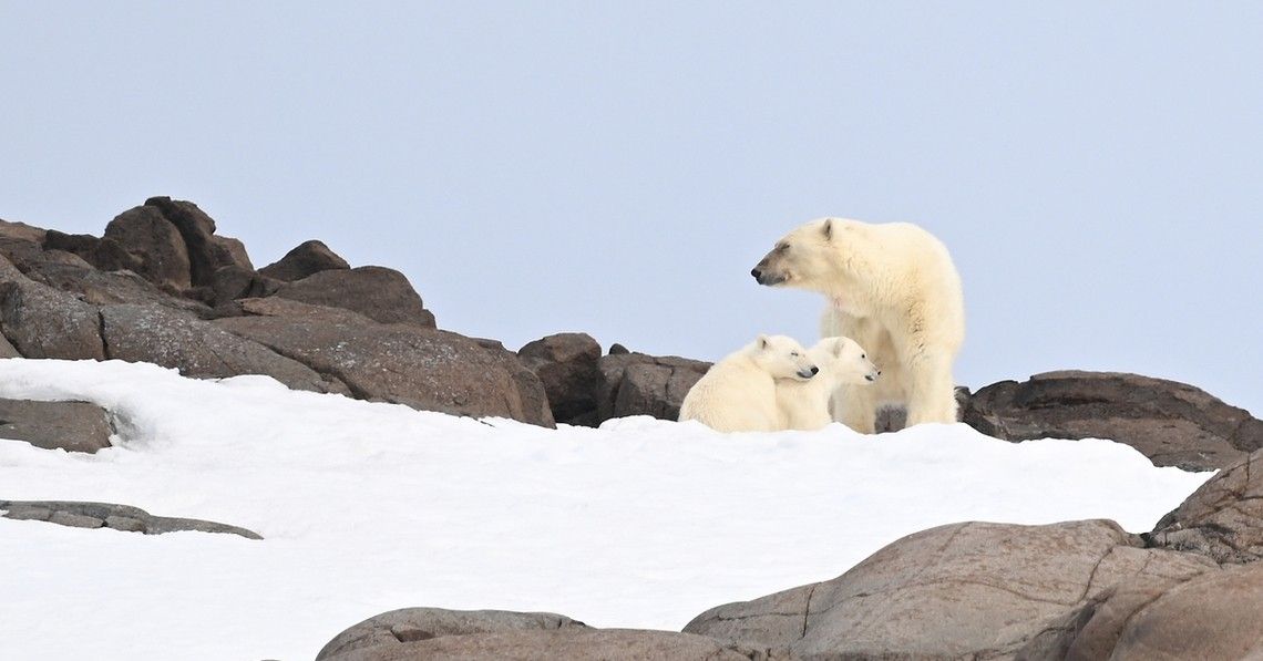 01e64d1e041ab3e6f1810f3304f6f283abbdfcea