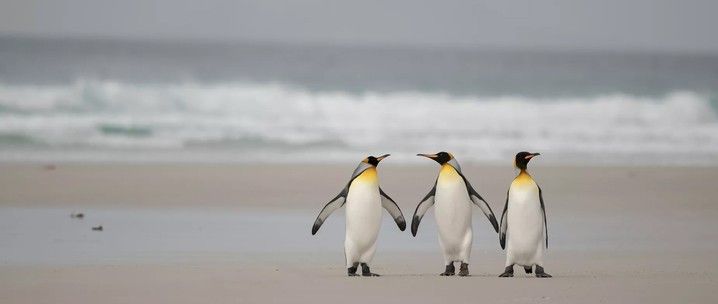 In Shackleton's Footsteps