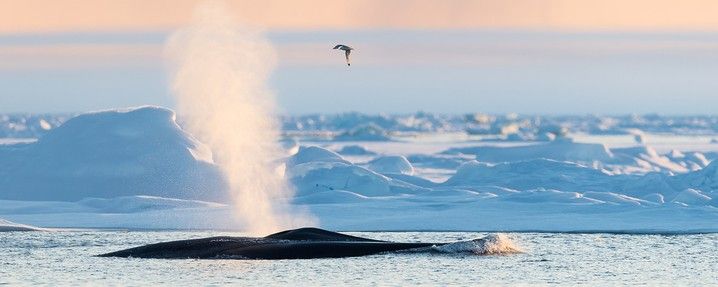Svalbard Explored