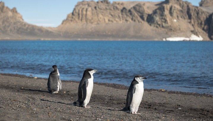 Antarctic Peninsula Discovery