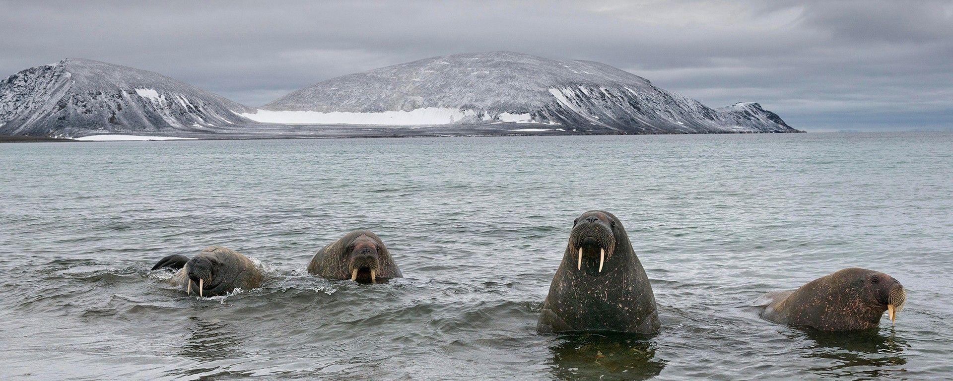 Norwegian Arctic Farewell