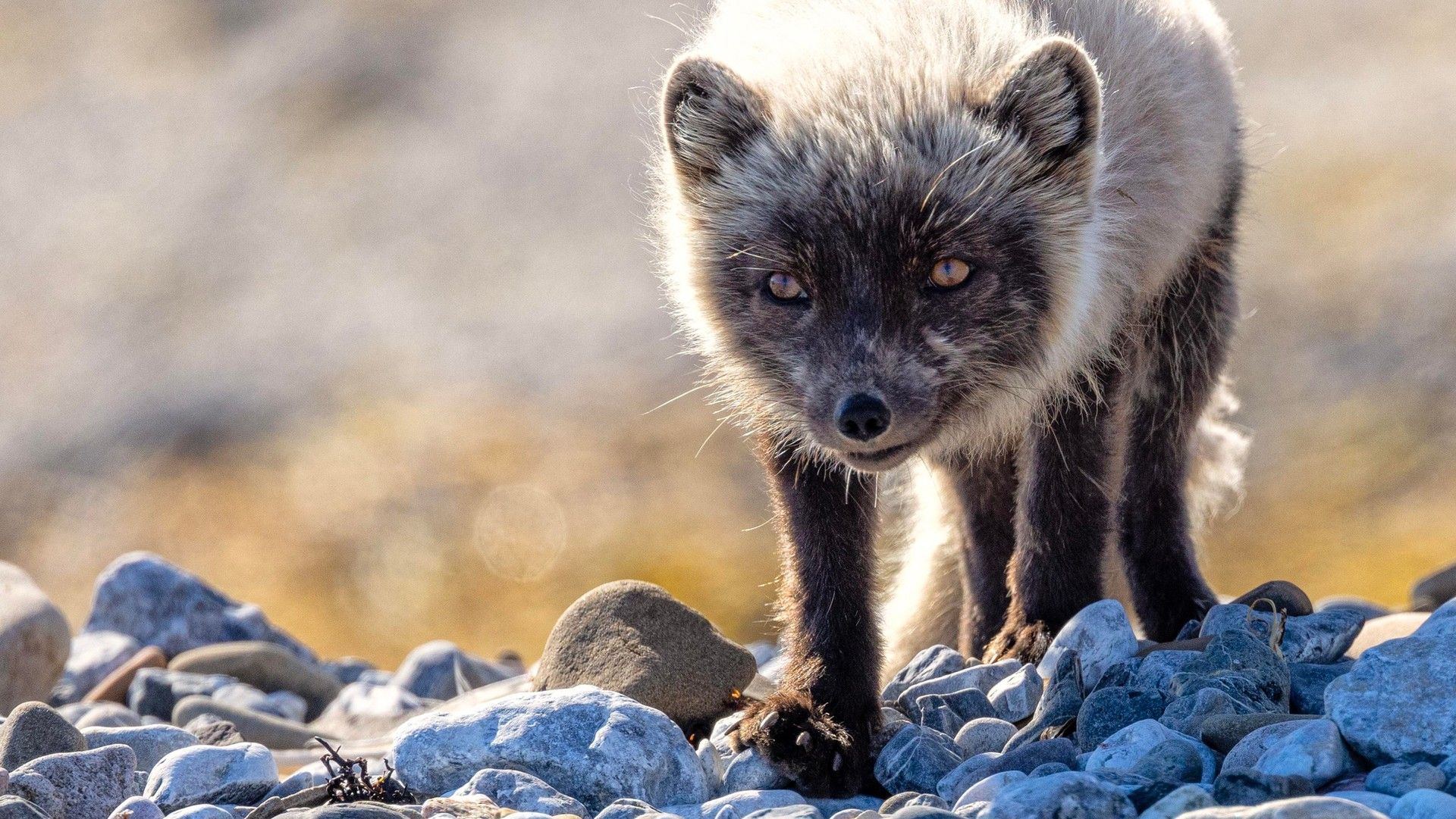 17df5cbc274b215887e3d68d1631bc0b6831ac14