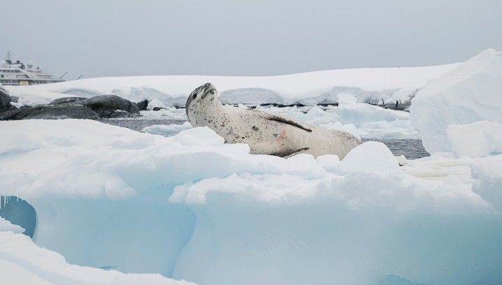 Antarctic Peninsula Discovery