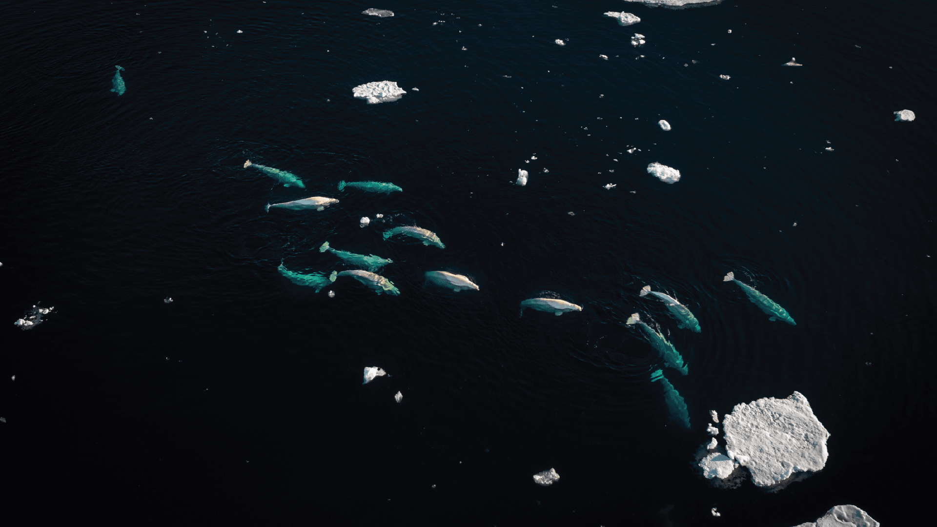 20c4fe4144ca424332fbee64f4998bce525bcd23