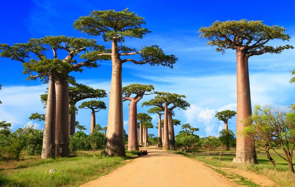 Madagascar & its Islands