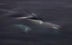 2d7a4b157032fbd162b0516ffb817208b11b92ce