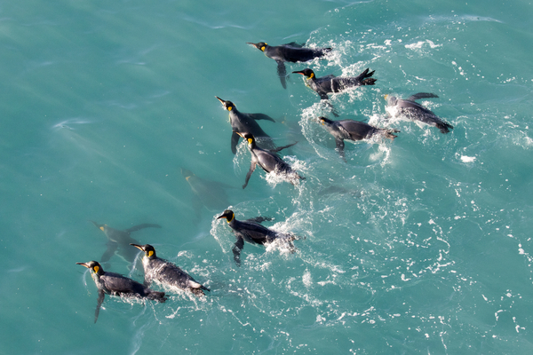 Penguins swimming in the sea in South Georgia