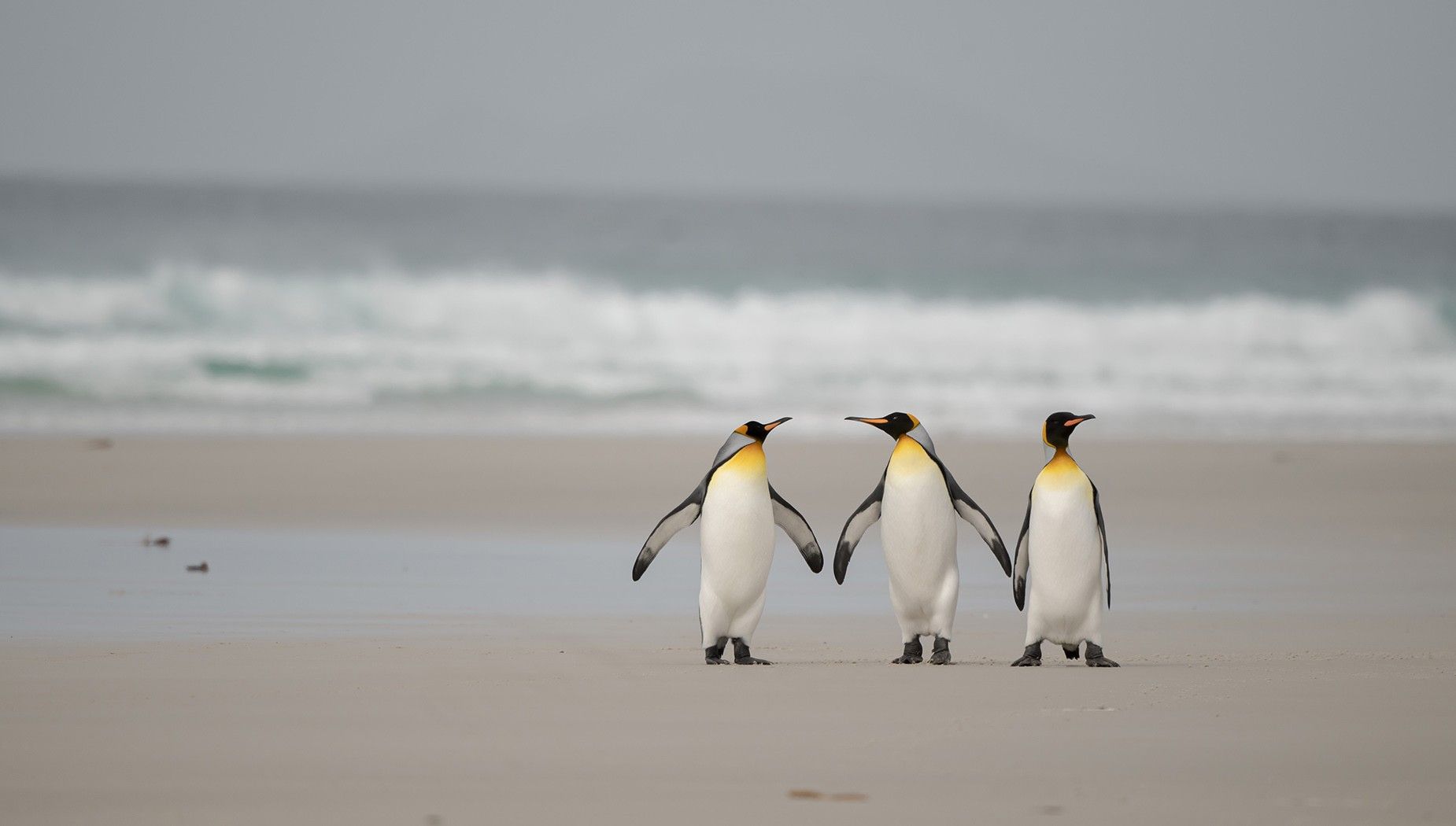 In Shackleton's Footsteps