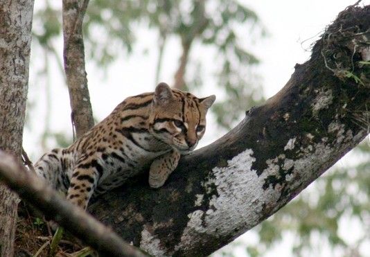 cruises visiting costa rica