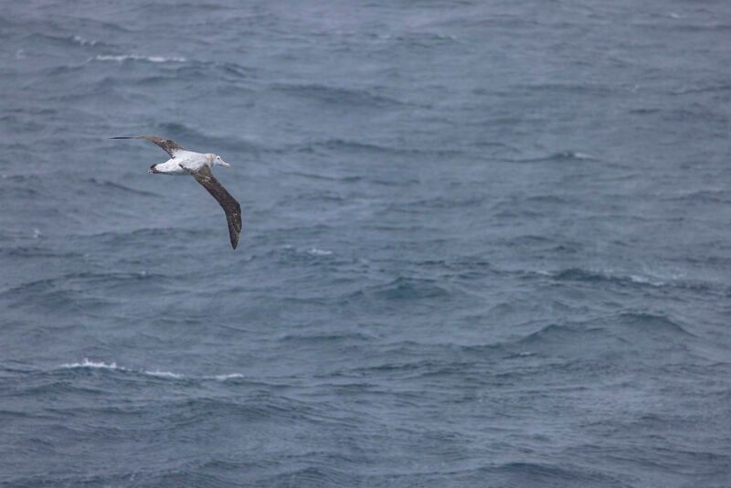 4a928a555b271e6ec3770fd569e7ef80649c44ef