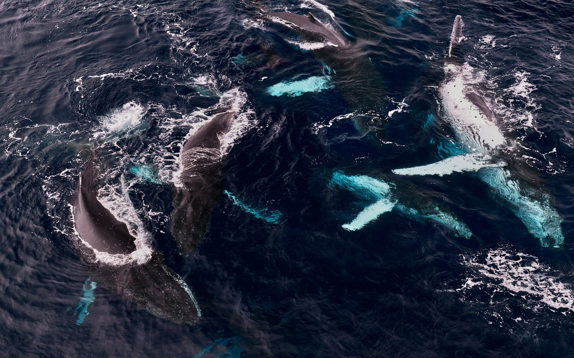 5008364060850ea11bd54416e836bc3af9a4712e