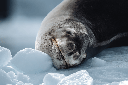 5afea204d1e818bd97bfe1433a0bd7b7a1ea9497