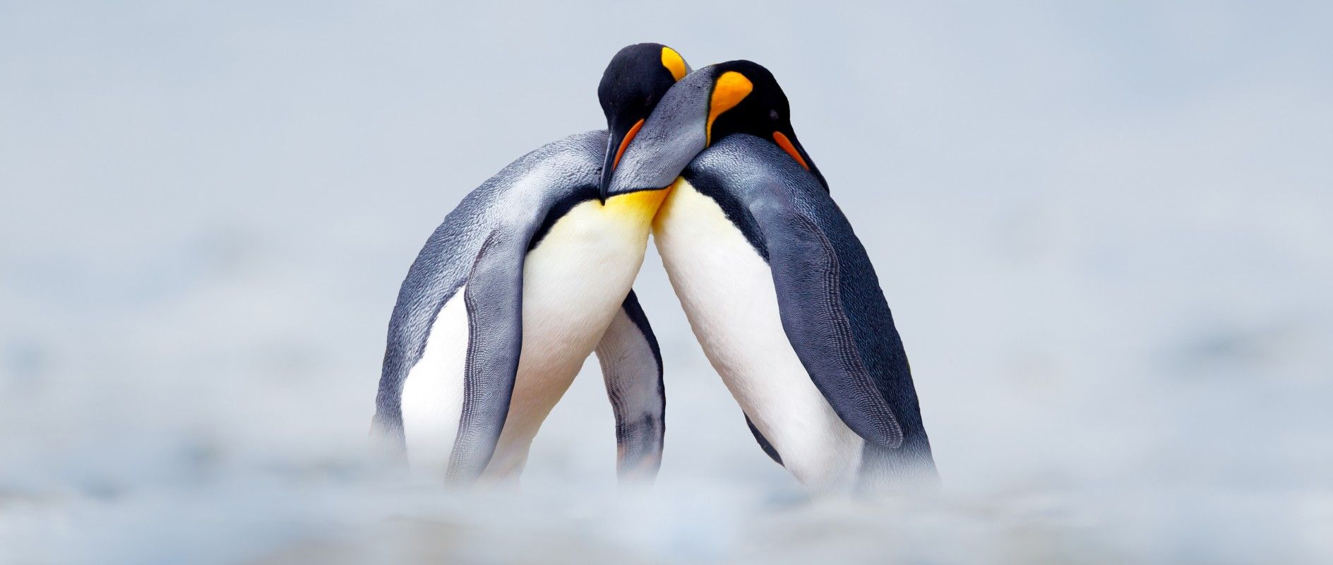 Africa to America Antarctic Epic