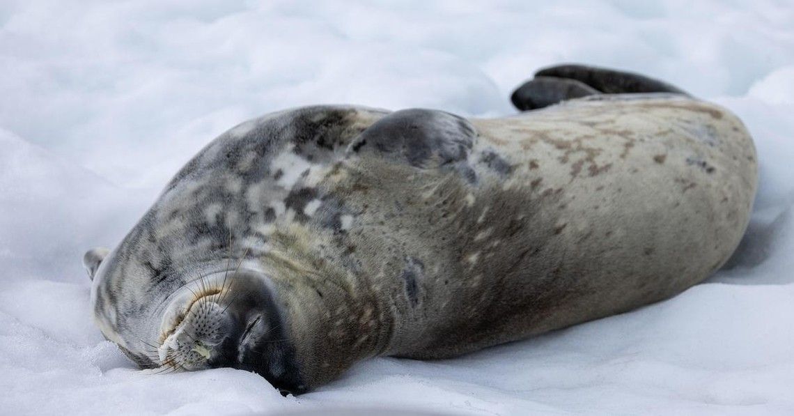 5dc240a844516cbd520984d6b381e242447784a6