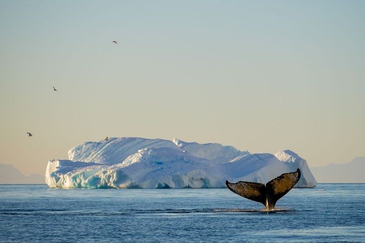 Spirit of Antarctica