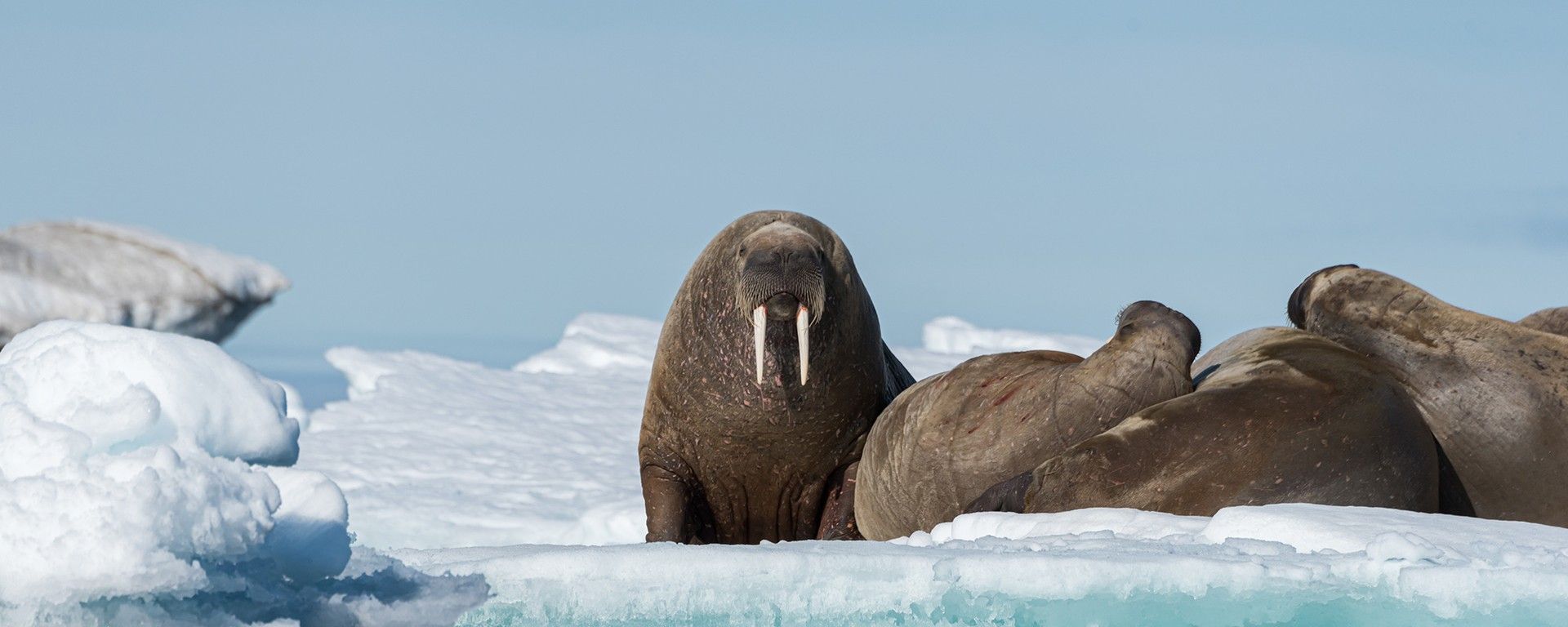 Arctic Discovery