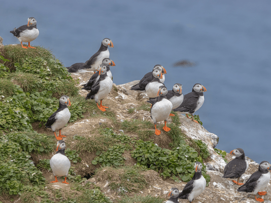 expedition cruises to iceland