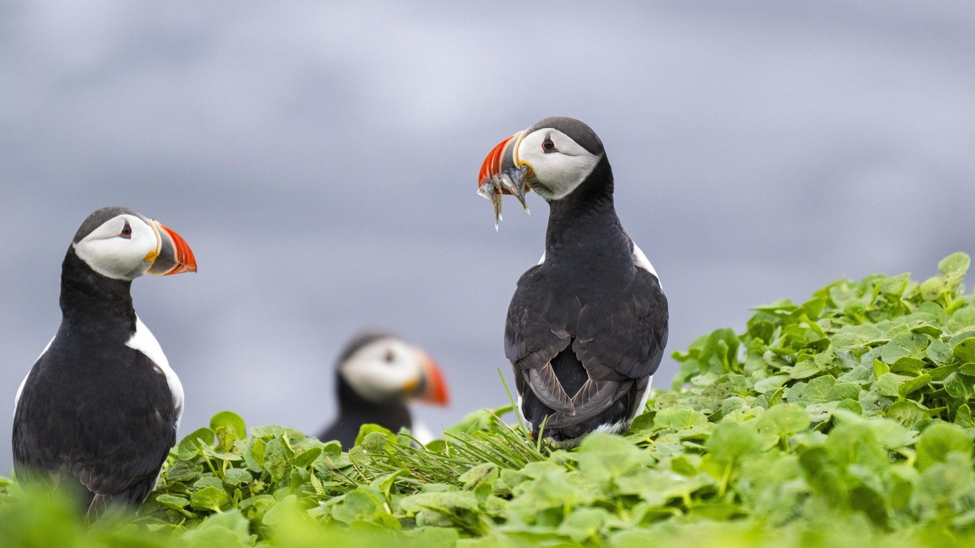 8489c2fbf9d461db86c715393503a0d6b23fb91d