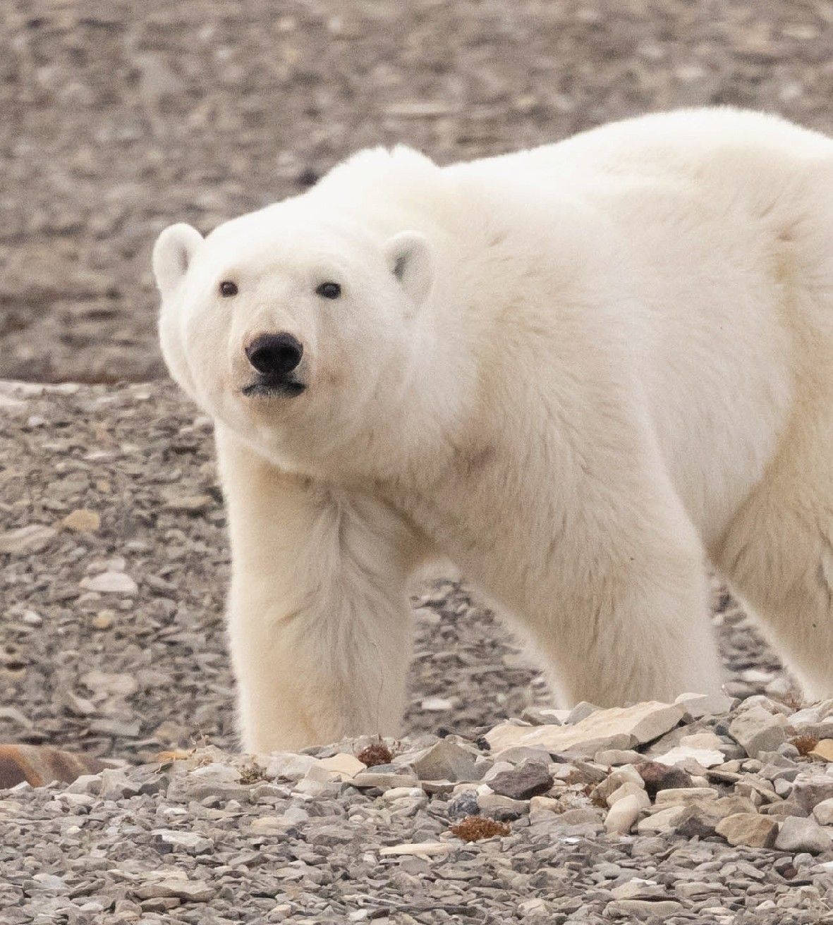 greenland arctic cruise