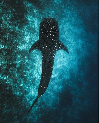 aa145a1b6f5bad966e0a6b1bbcf55d9d59541969