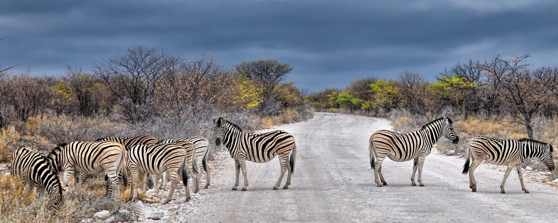 Safaris of the Southwest Coast