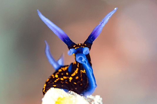 afd0f4fb7eff35490b46bbbc0f83418157f5ba43