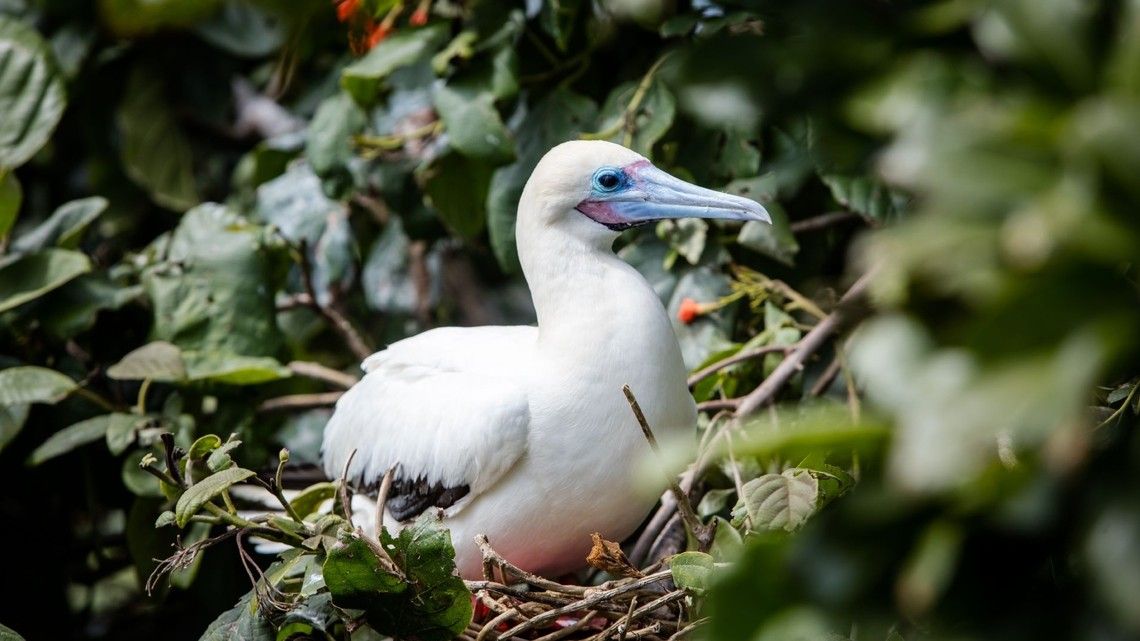 b50edd595bd699b18720ba00174ea00c8838c33d