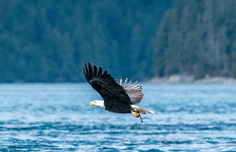 cd13c133a50957a97466e17b63b614a3d5b2aa2f