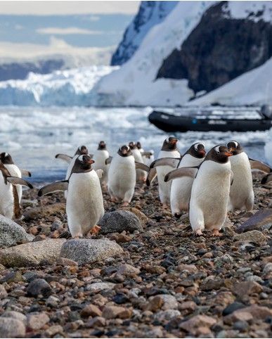 Antarctic
