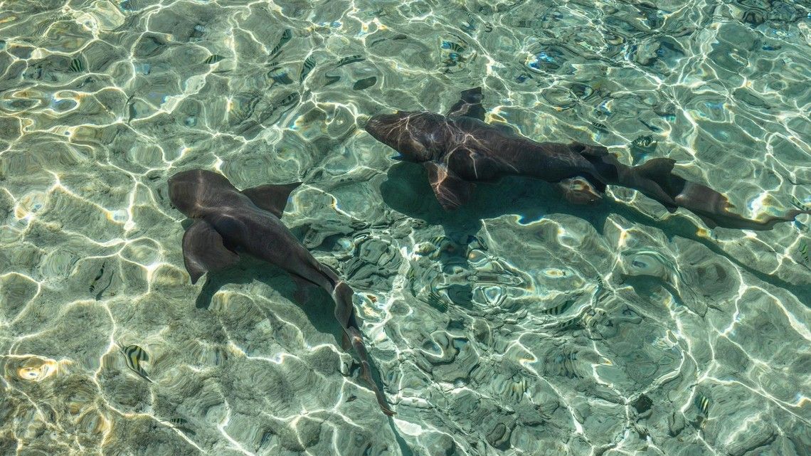 cfdda4b434a5a9f54d5bc7279337284f3e91aeb9