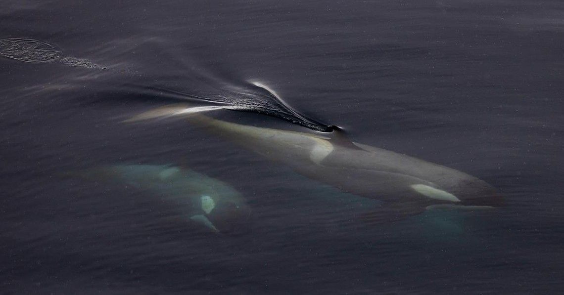 f199457d66f9aa6827a231ecae90d50b065c6785