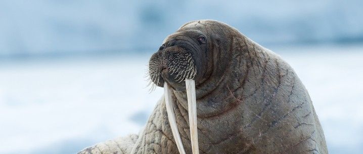 High Arctic of Svalbard