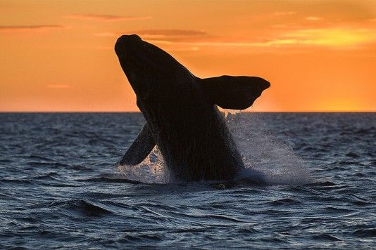 fd6eca7951977feca487fd2a2e7fe41301f32e6a